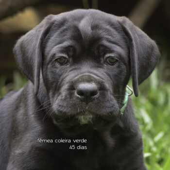 fêmeas da raça cane corso italiano