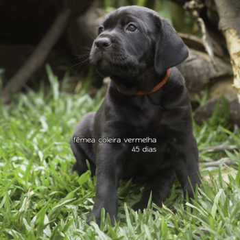 fêmeas da raça cane corso italiano