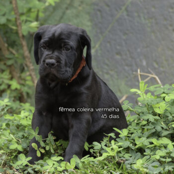 fêmeas da raça cane corso italiano