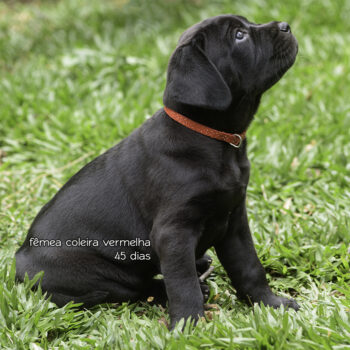 fêmeas da raça cane corso italiano