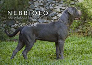 cane corso italiano macho cinza
