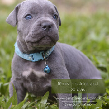 filhote da raça cane corso cor cinza e marca branca no peito