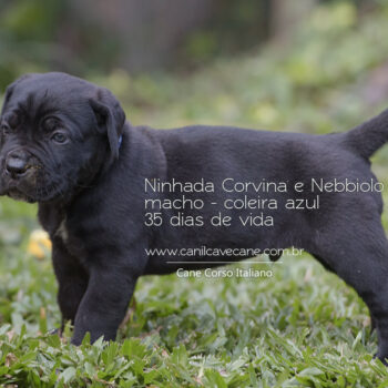 belo filhote de cane corso italiano