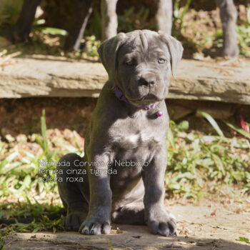 linda filhote cinza tigrada cane corso italiano