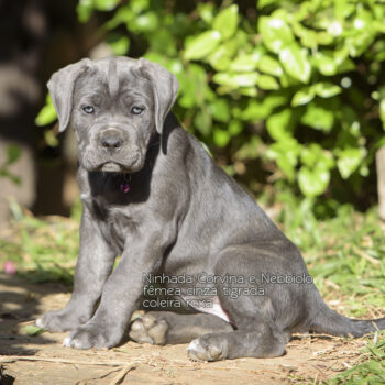linda filhote cinza tigrada cane corso italiano