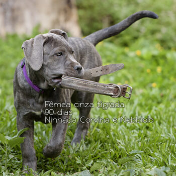 foto de uma fêmea cinza cane corso
