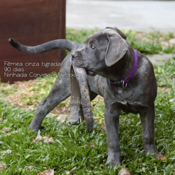 foto de uma fêmea cinza tigrada aos 3 meses de idade