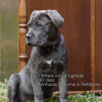 foto de uma fêmea cinza tigrada aos 3 meses de idade