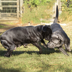 casal de cane corso