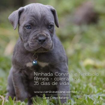 filhote da raça cane corso cor cinza e marca branca no peito