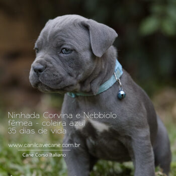 filhote da raça cane corso cor cinza e marca branca no peito