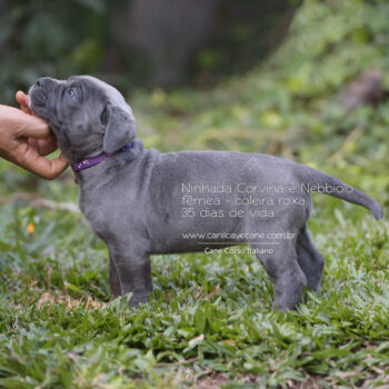 foto de filhote cinza tigrada de cane corso