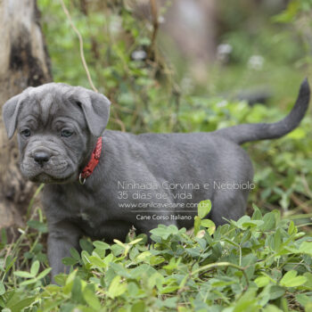 linda cane corso cinza filhote