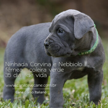 linda cane corso cinza filhote
