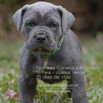 linda cane corso cinza filhote