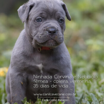 linda cane corso cinza filhote