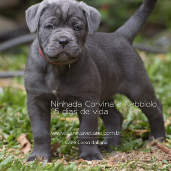 linda cane corso cinza filhote
