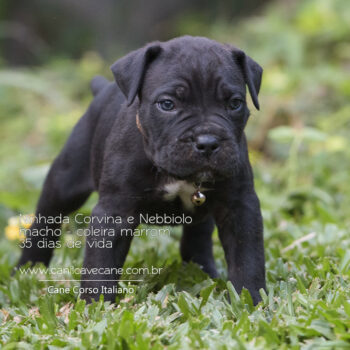 filhote de cane corso italiano