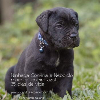 belo filhote de cane corso italiano
