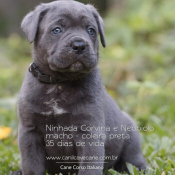 belo filhote cinza de cane corso italiano