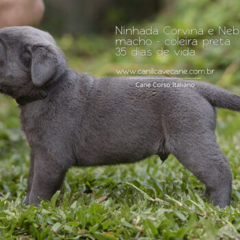 belo filhote cinza de cane corso italiano