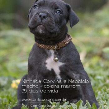 filhote da raça cane corso