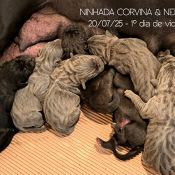 filhotes cinzas de cane corso italiano