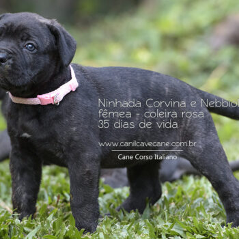 foto de fêmea preta tigrada