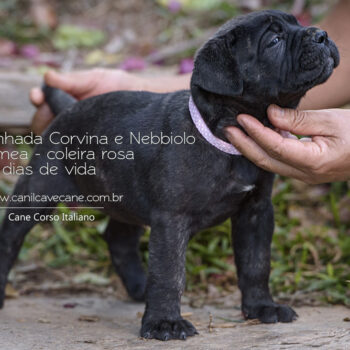 foto de fêmea preta tigrada