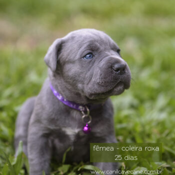 linda filhote cinza tigrada cane corso italiano