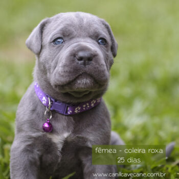 linda filhote cinza tigrada cane corso italiano