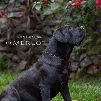 foto de fêmea preta cane corso italiano